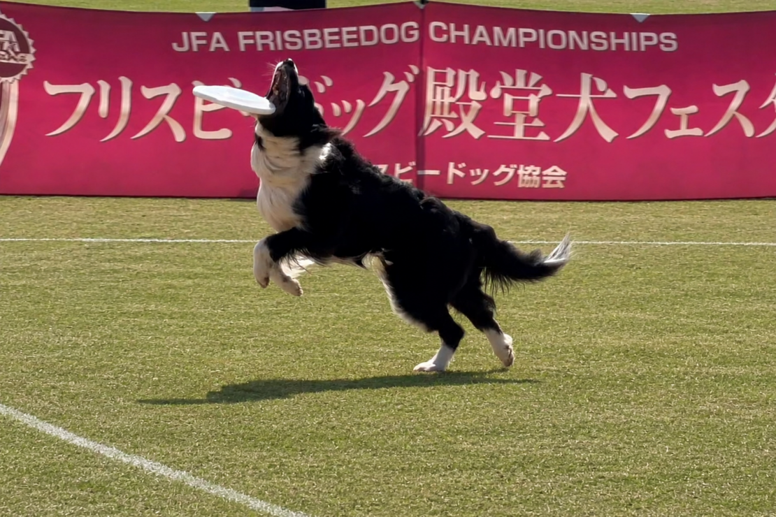 殿堂犬フェスタ IN 大分日田の外観
